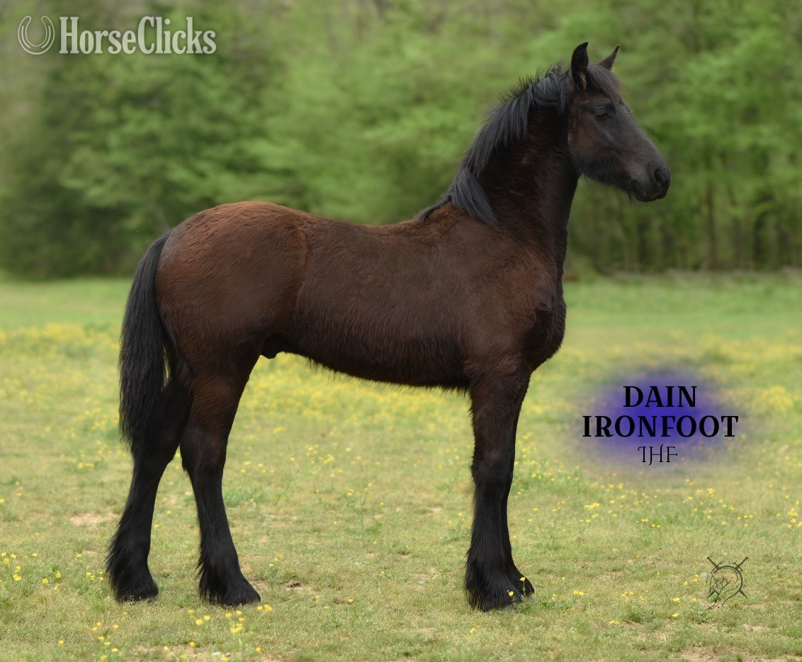 "Dain Ironfoot IHF" Black Colt Friesian in Tennessee