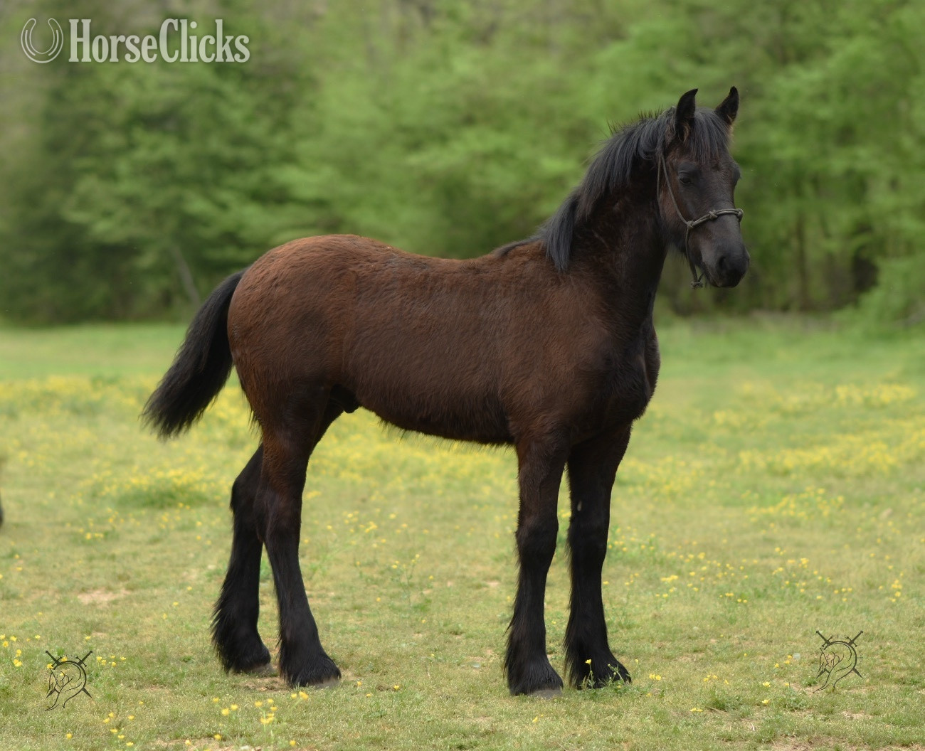 "Dain Ironfoot IHF" Black Colt Friesian