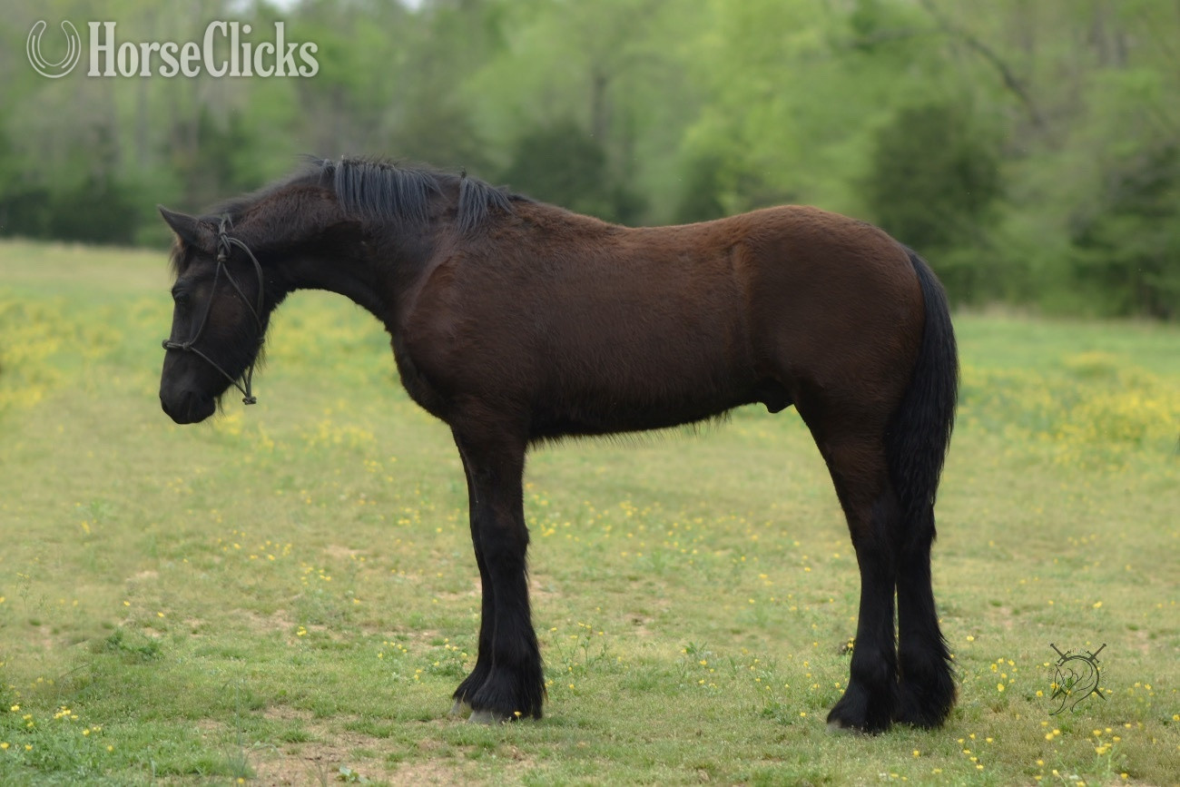 Tennessee "Dain Ironfoot IHF" Black Colt Friesian