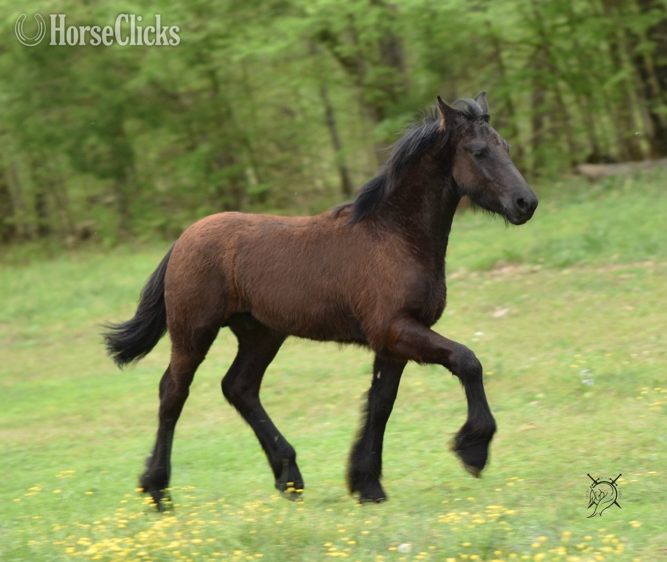 "Dain Ironfoot IHF" Black Colt Friesian - Friesian in Tennessee