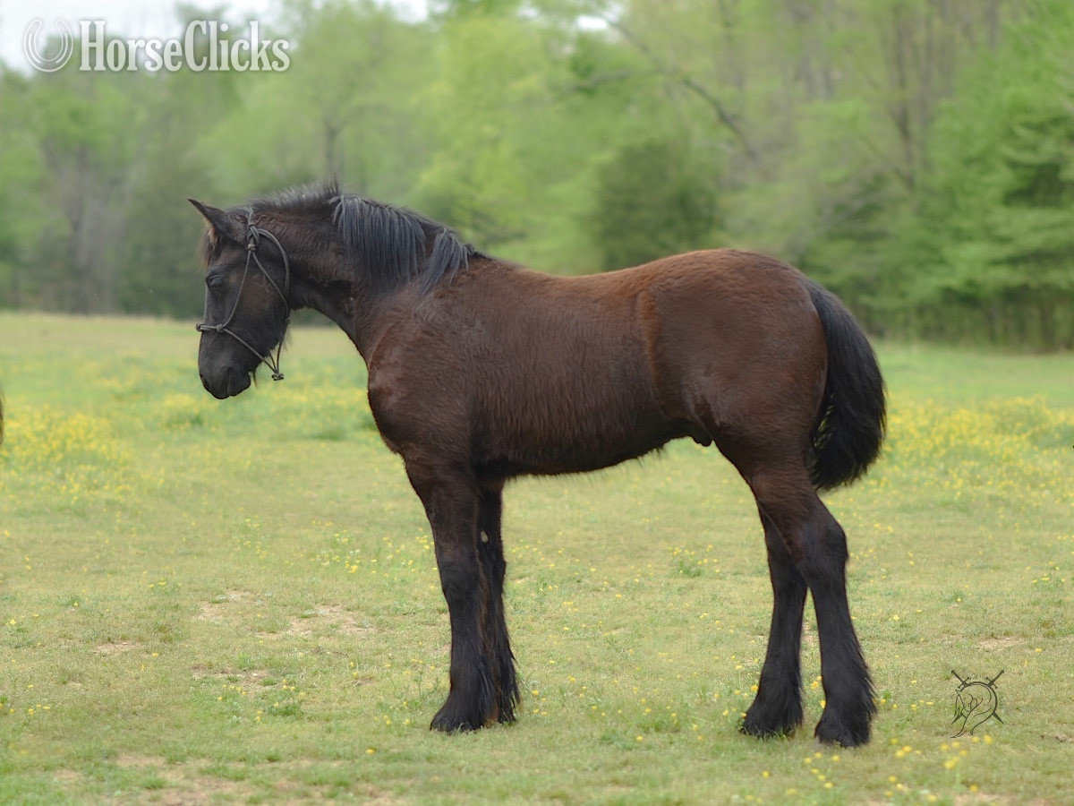 "Dain Ironfoot IHF" Black Colt Friesian - Friesian