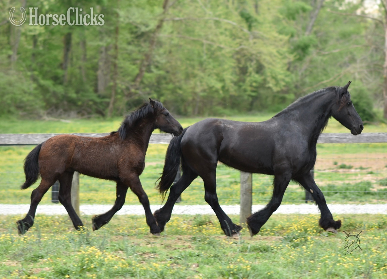 "Dain Ironfoot IHF" Black Colt Friesian Tennessee