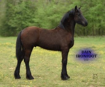 "Dain Ironfoot IHF" Black Colt Friesian