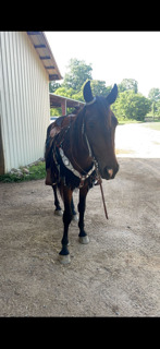 "Reaper" Brown Gelding Mustang