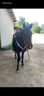 "Reaper" Brown Gelding Mustang in Tennessee