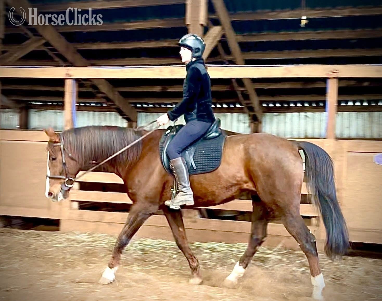 Chestnut 16hh Gelding for Lease in Oregon