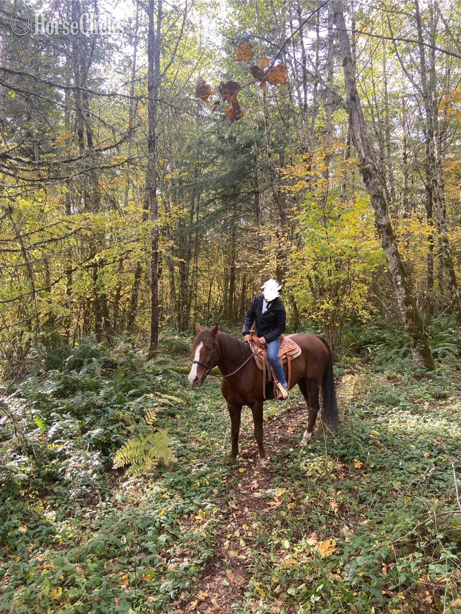 Chestnut 16hh Gelding for Lease