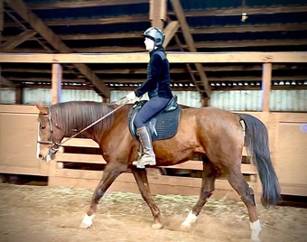 Chestnut 16hh Gelding for Lease