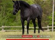"Boon" Blue Roan Gelding Quarter Horse