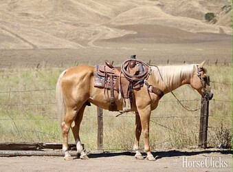 Palomino 14.3hh Gelding for Lease
