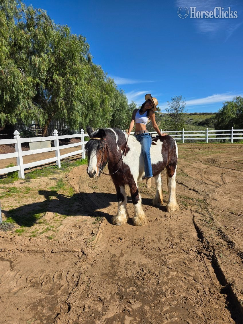 "MEGAN" Pinto Mare Gypsy Vanner in California