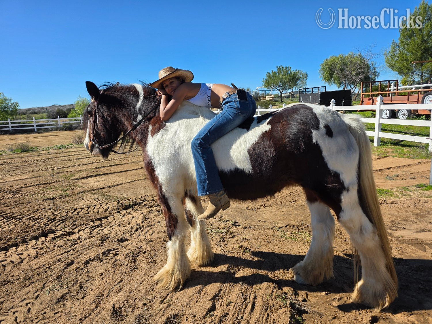 "MEGAN" Pinto Mare Gypsy Vanner