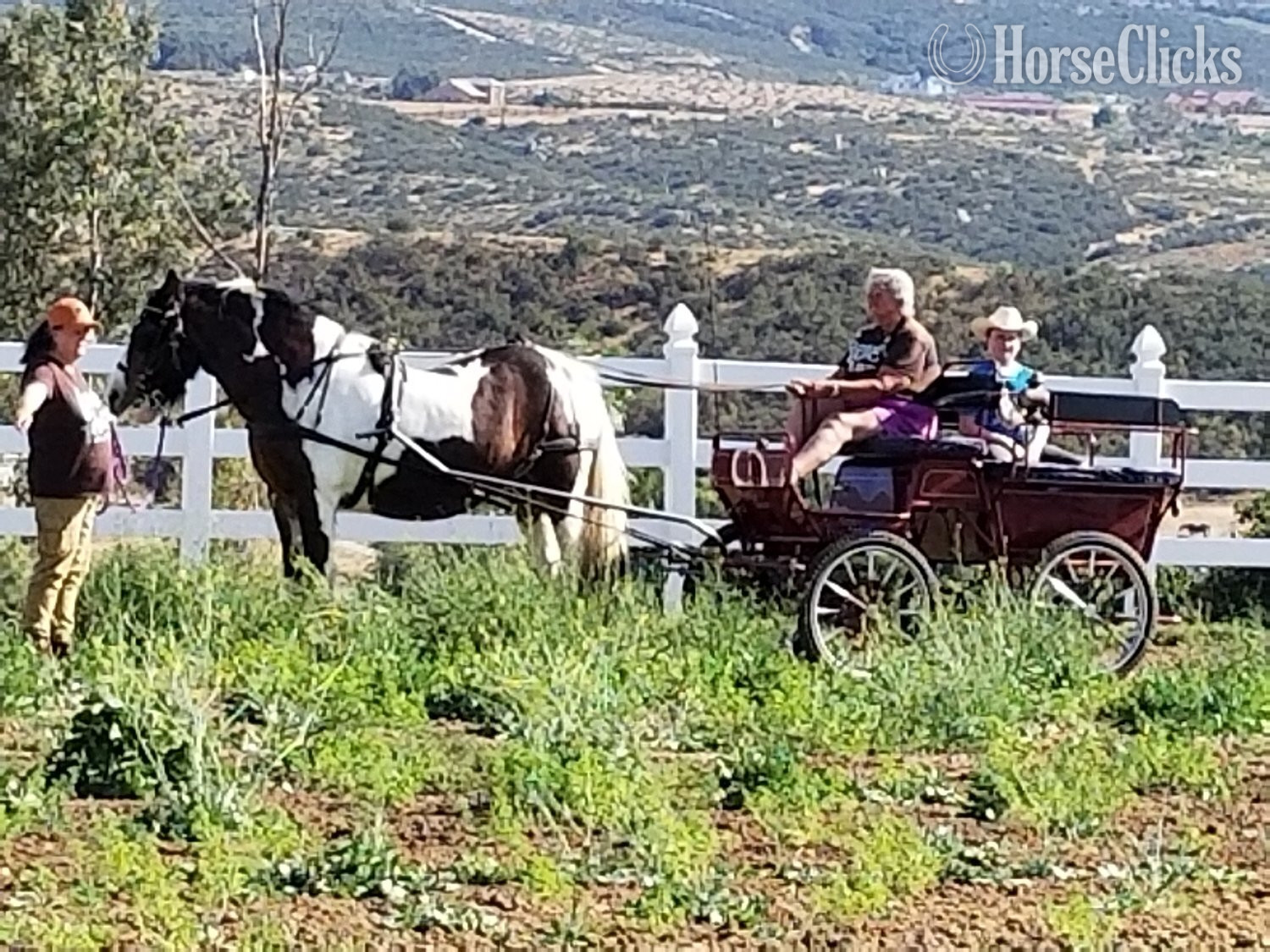 California "MEGAN" Pinto Mare Gypsy Vanner