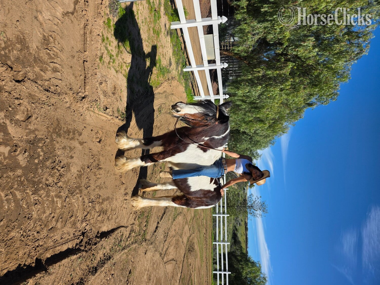 "MEGAN" Pinto Mare Gypsy Vanner - Gypsy Vanner in California