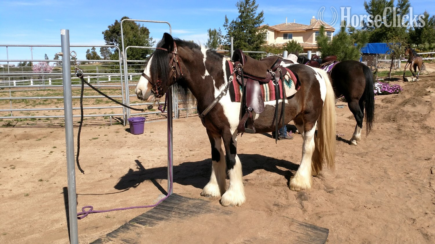 Gypsy Vanner - "MEGAN" Pinto Mare Gypsy Vanner in California