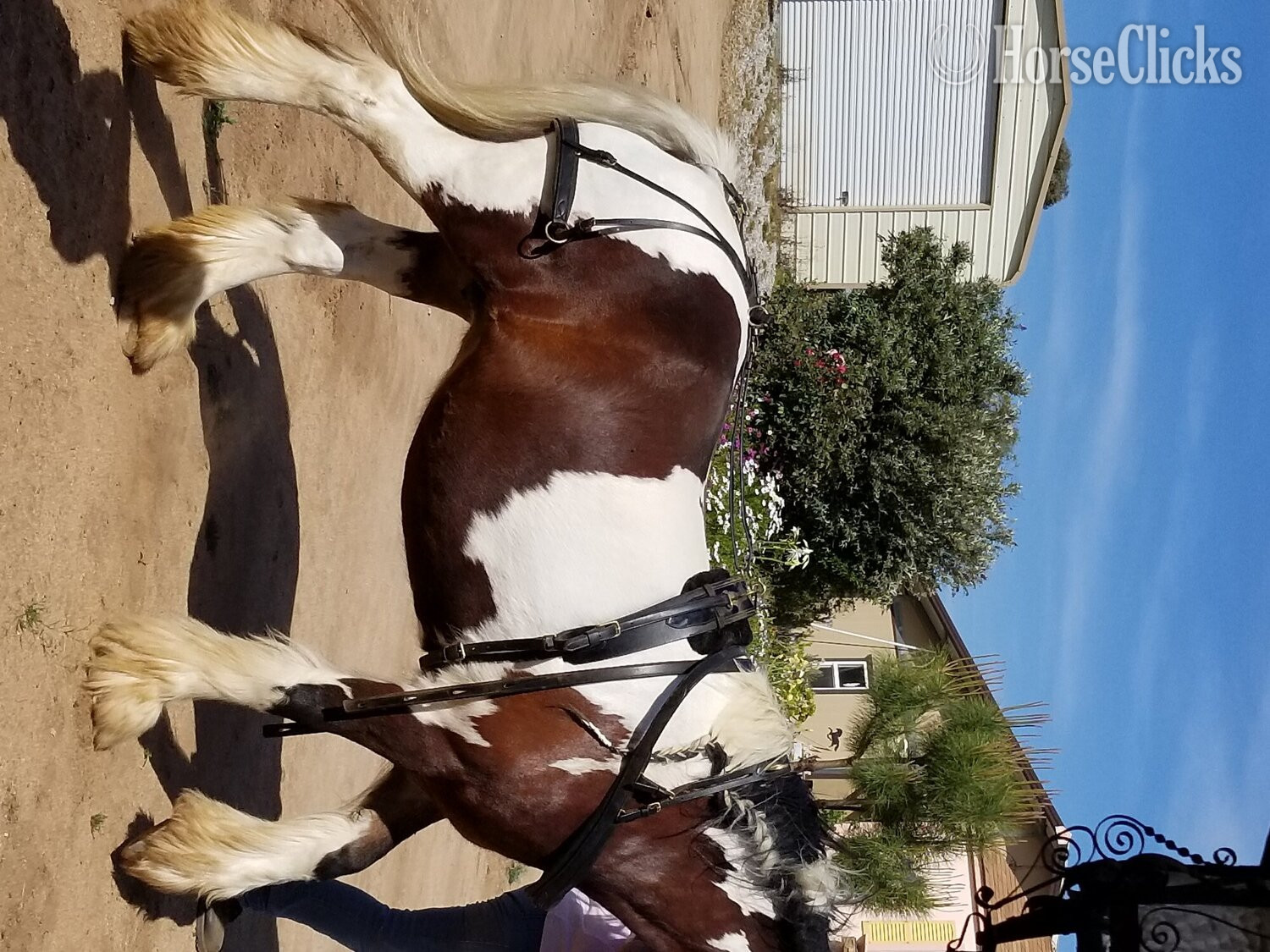Gypsy Vanner - "MEGAN" Pinto Mare Gypsy Vanner