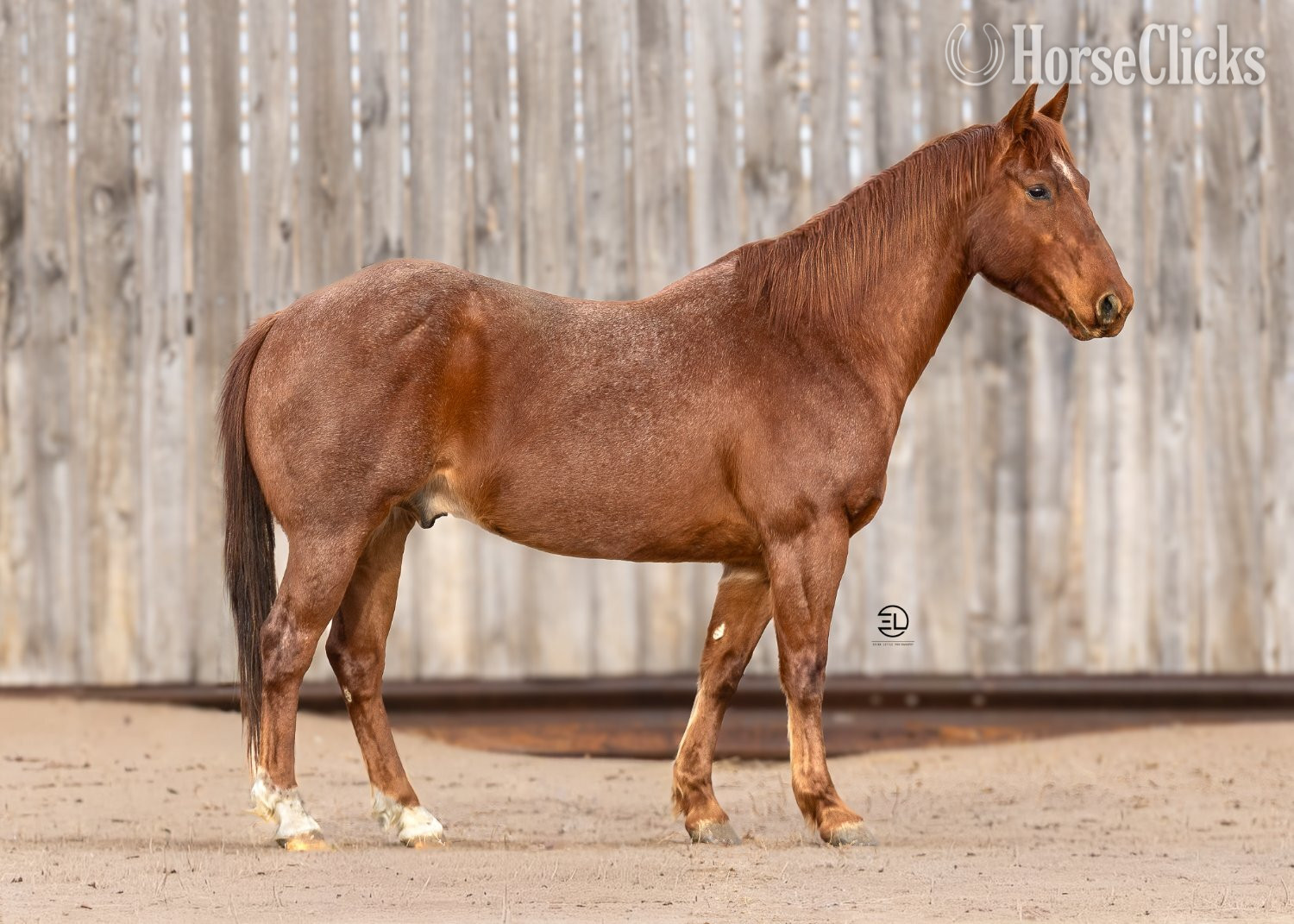 "Gator " Red Roan Gelding Quarter Horse in Wyoming