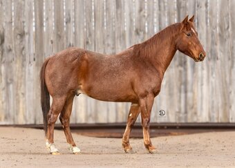 "Gator " Red Roan Gelding Quarter Horse