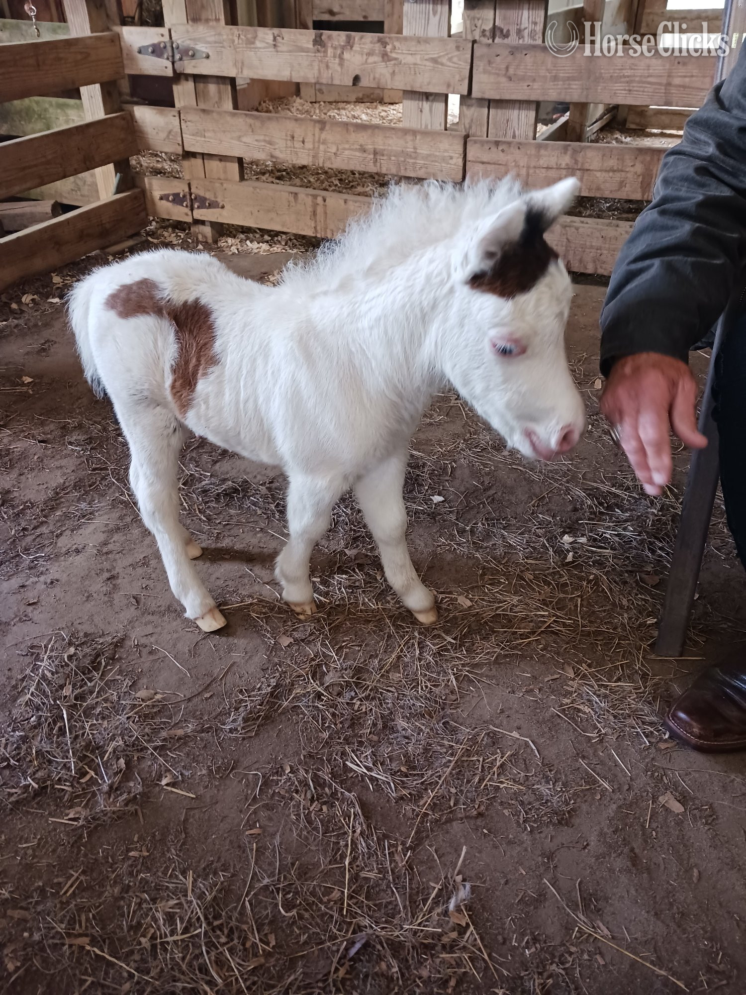 "AVA Farm Luke Sky Waker" Pinto Colt American Miniature in Louisiana
