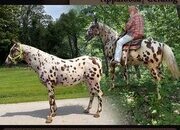 "Apache" Bay Gelding Appaloosa