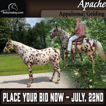 "Apache" Bay Gelding Appaloosa