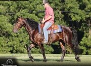 "Toretto" Bay Gelding Friesian