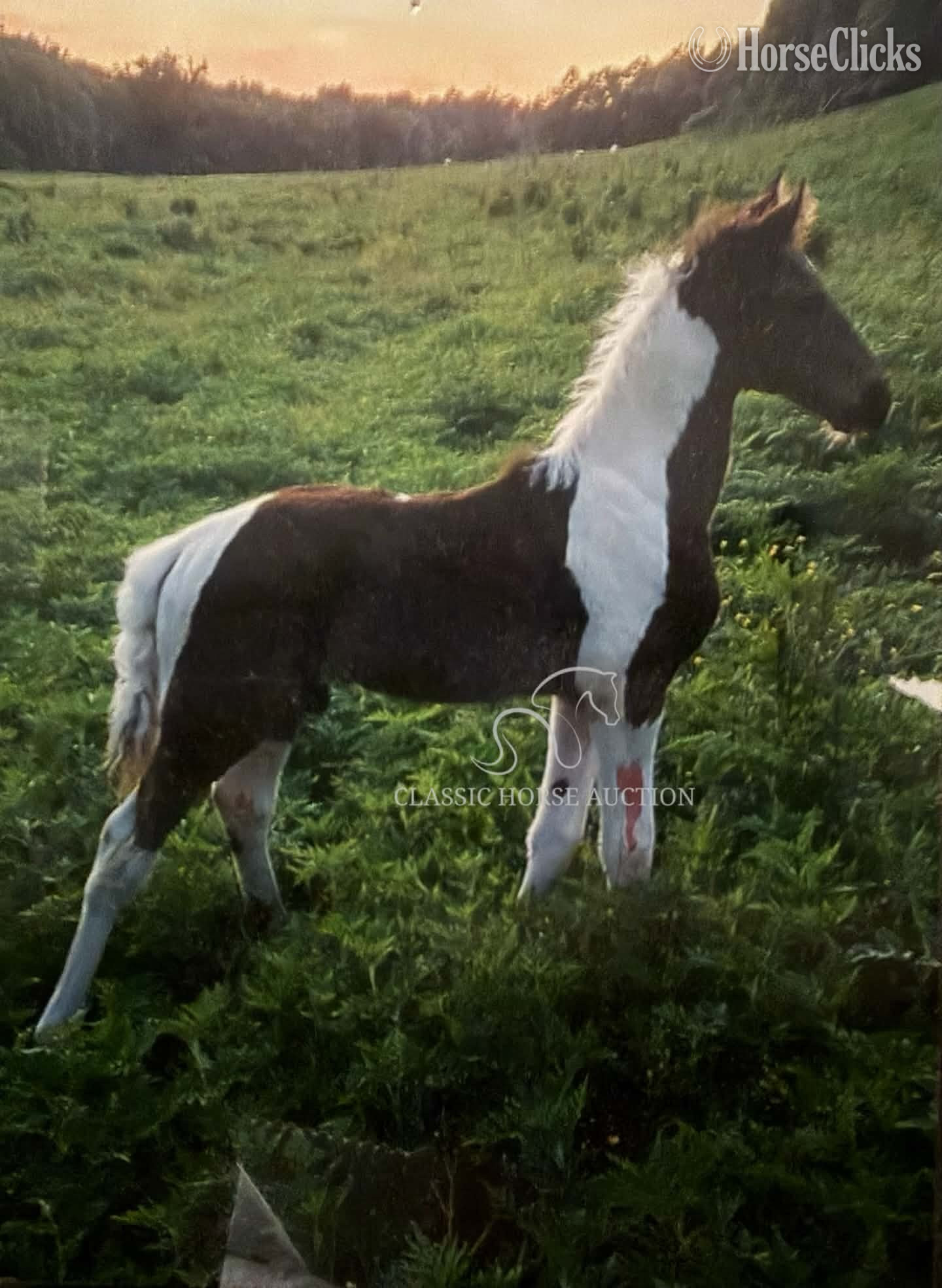 "ELON" Tabiano Gelding Tennessee Walker - Tennessee Walker in Kentucky