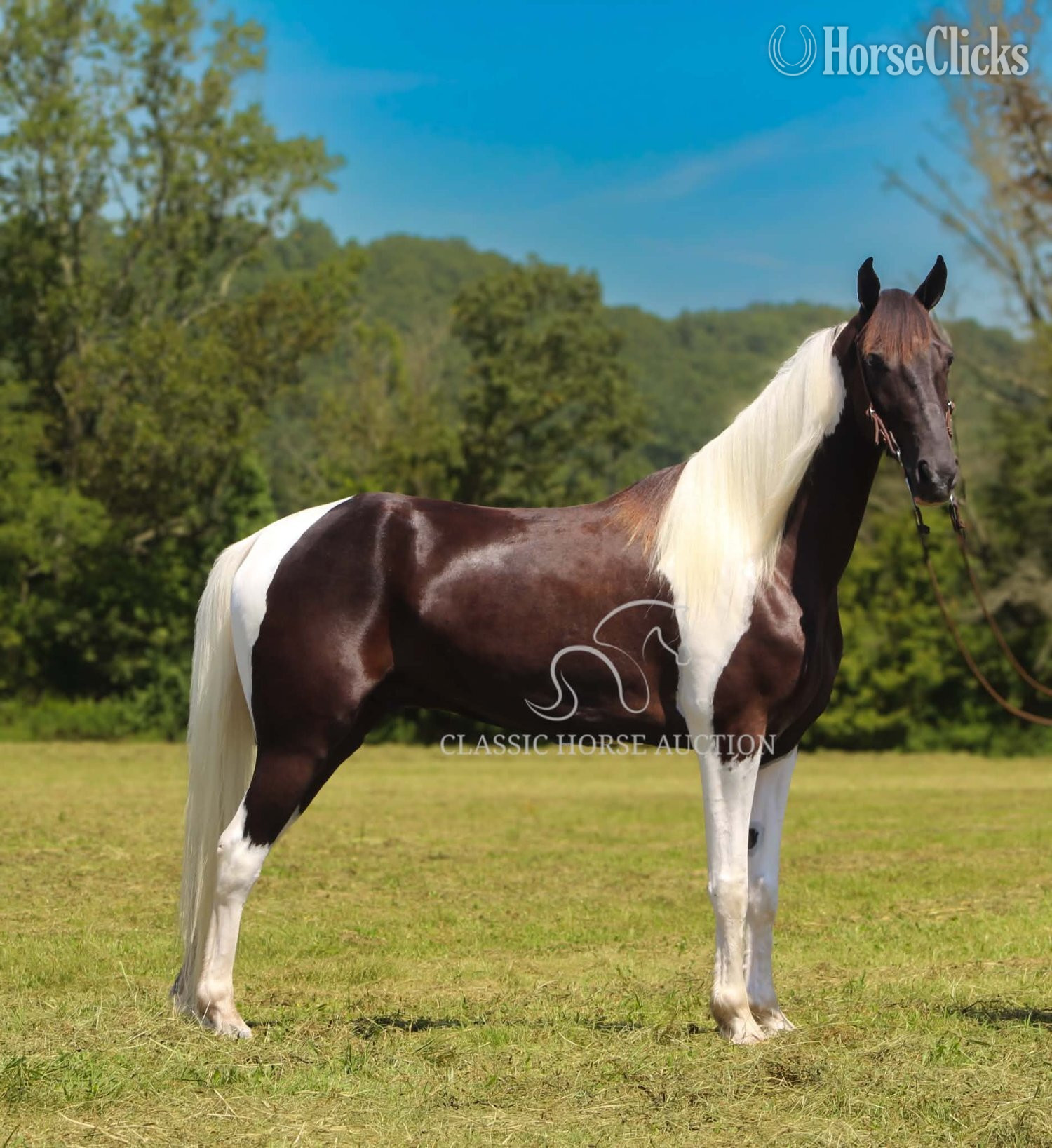 "ELON" Tabiano Gelding Tennessee Walker - Tennessee Walker