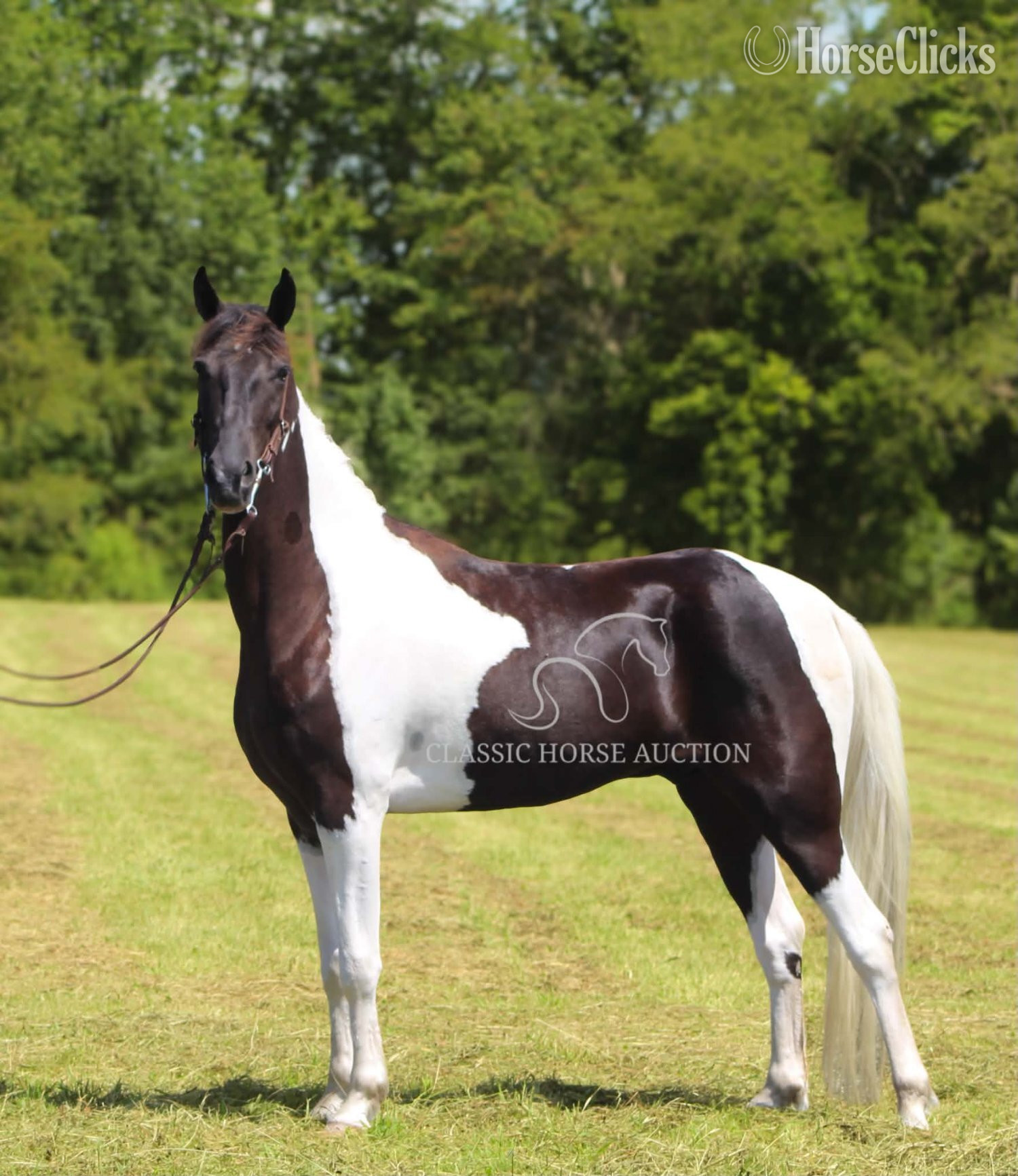 "ELON" Tabiano Gelding Tennessee Walker Kentucky