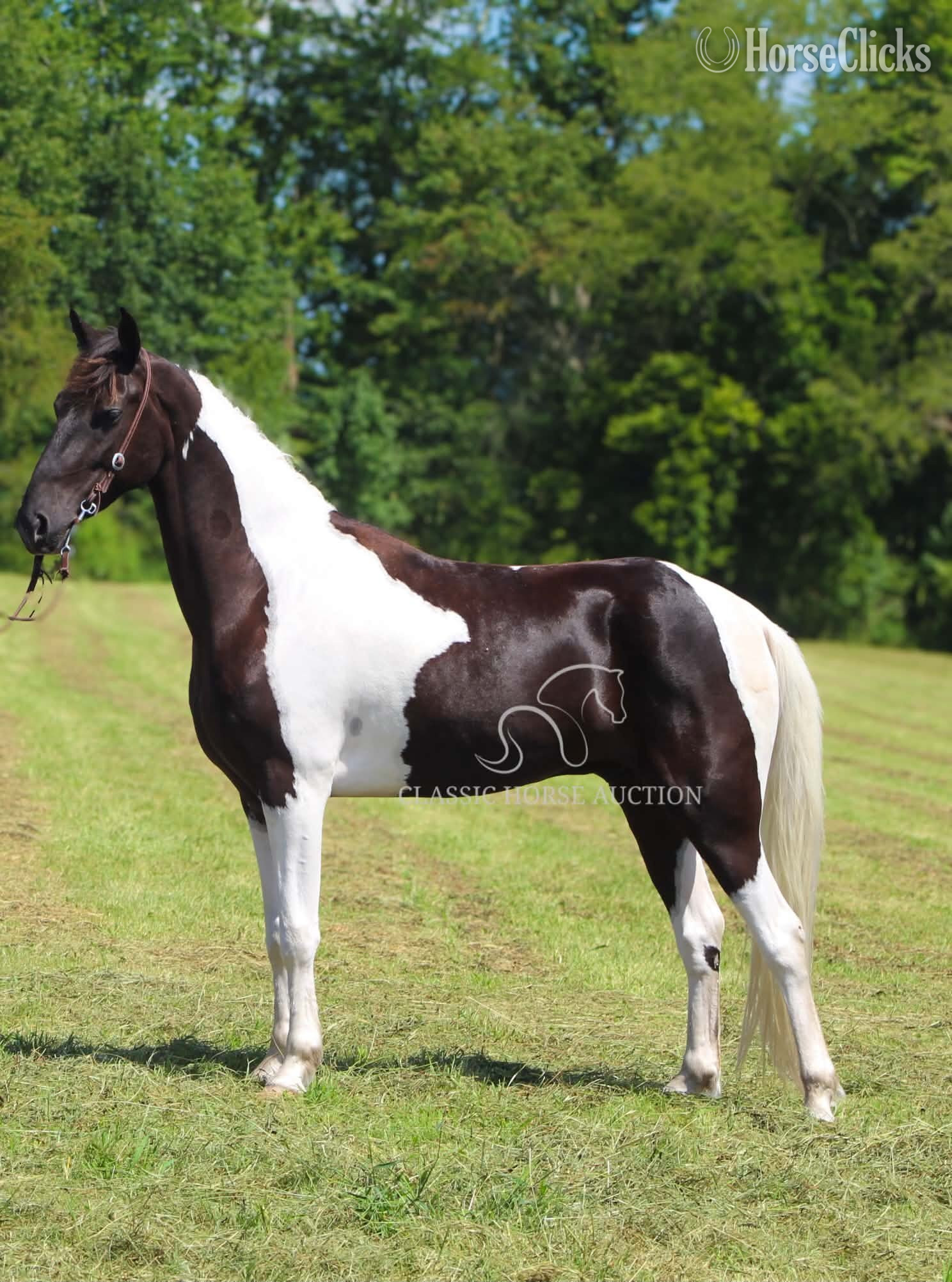 Tennessee Walker - "ELON" Tabiano Gelding Tennessee Walker