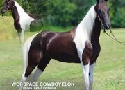 "ELON" Tabiano Gelding Tennessee Walker