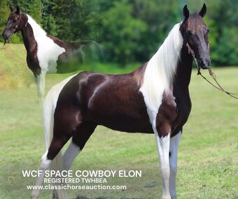 "ELON" Tabiano Gelding Tennessee Walker