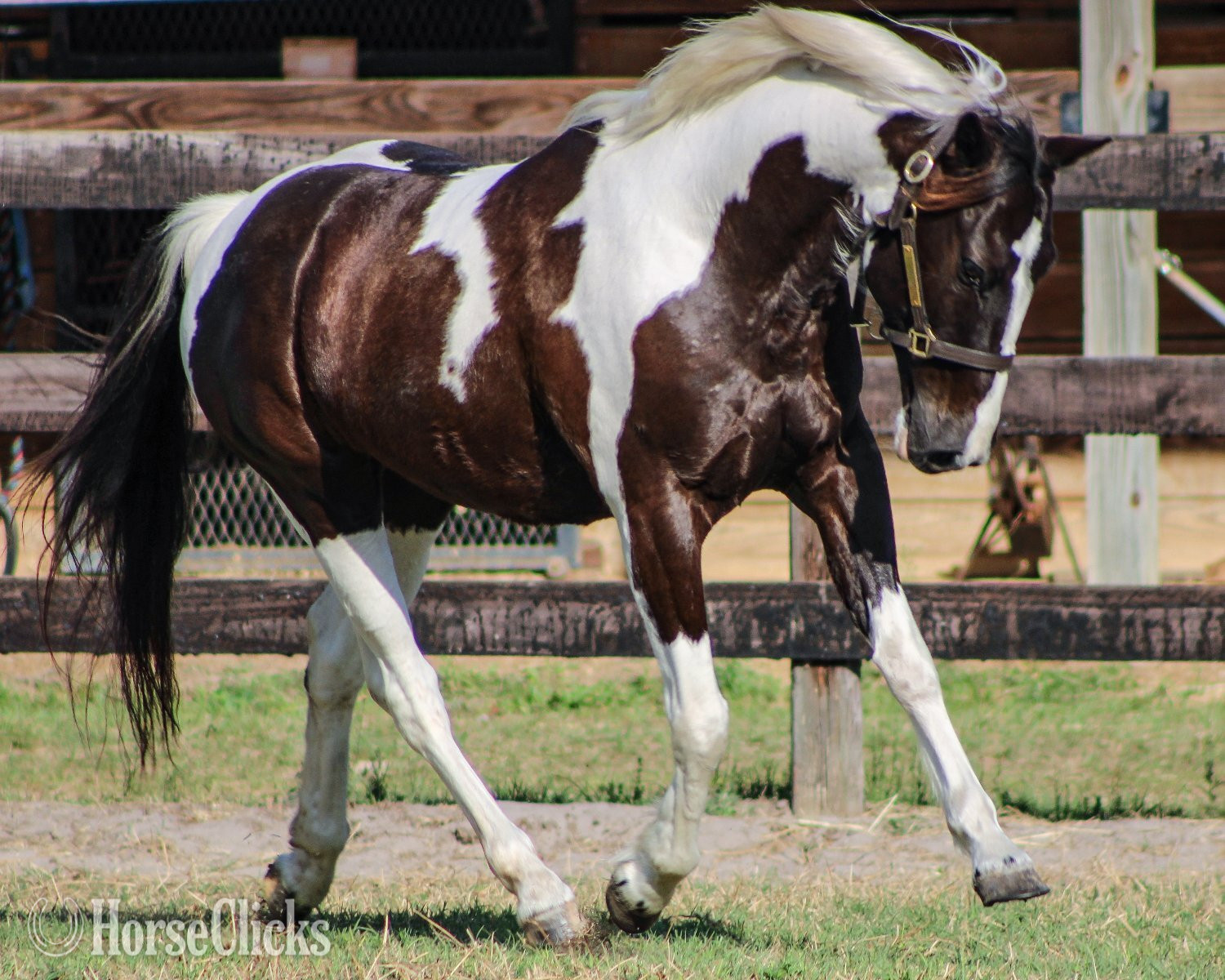 "Ace" Pinto Gelding Other Breed in Florida