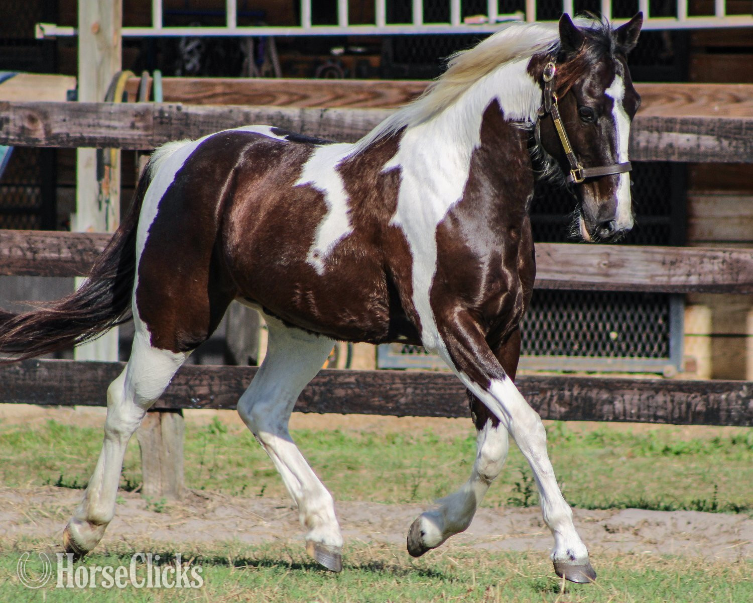 "Ace" Pinto Gelding Other Breed
