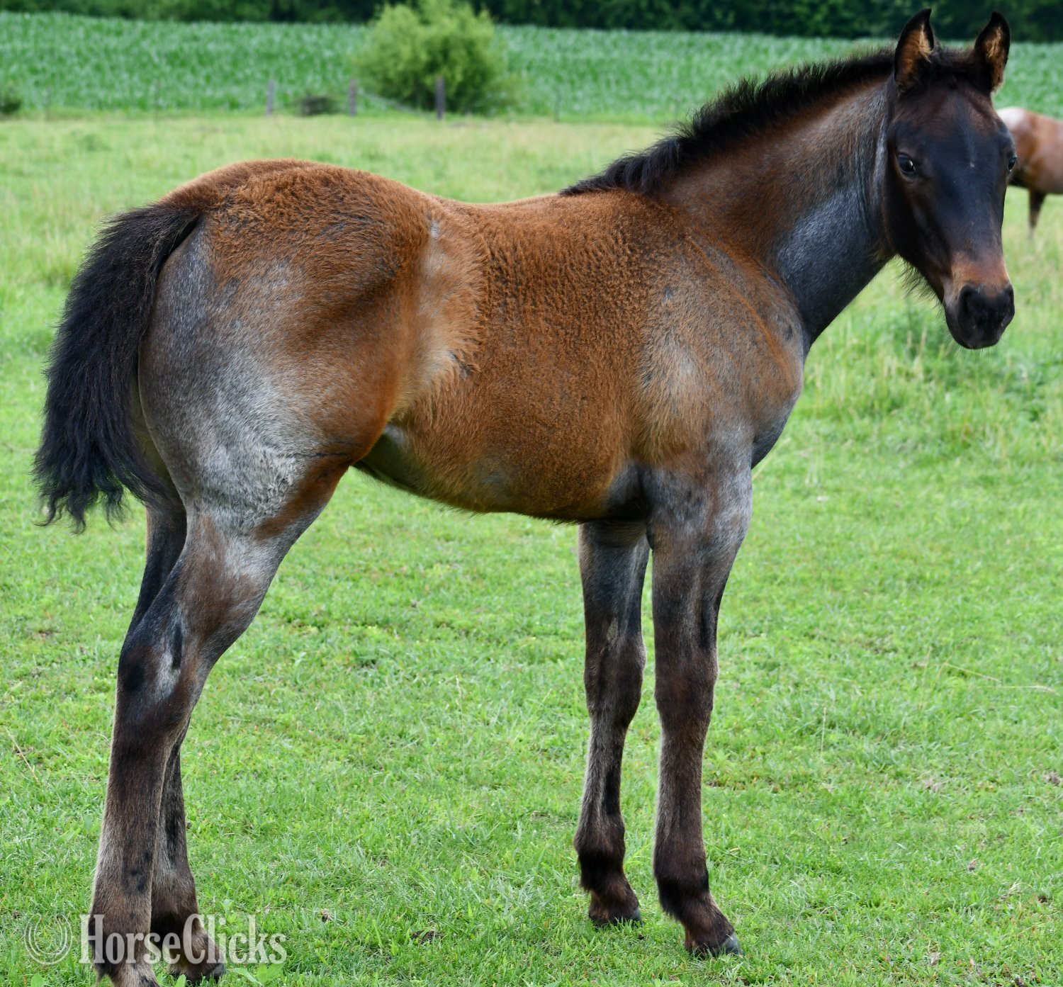 "No Smoke" Blue Roan Filly Quarter Horse in Missouri