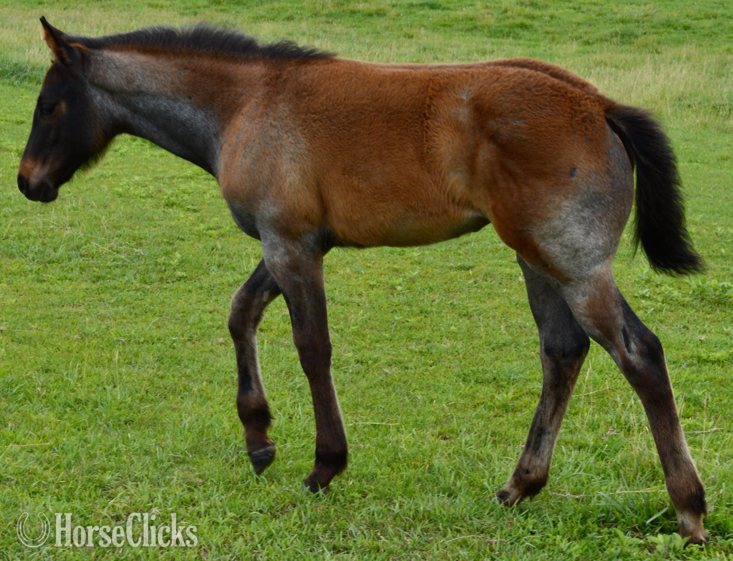 "No Smoke" Blue Roan Filly Quarter Horse