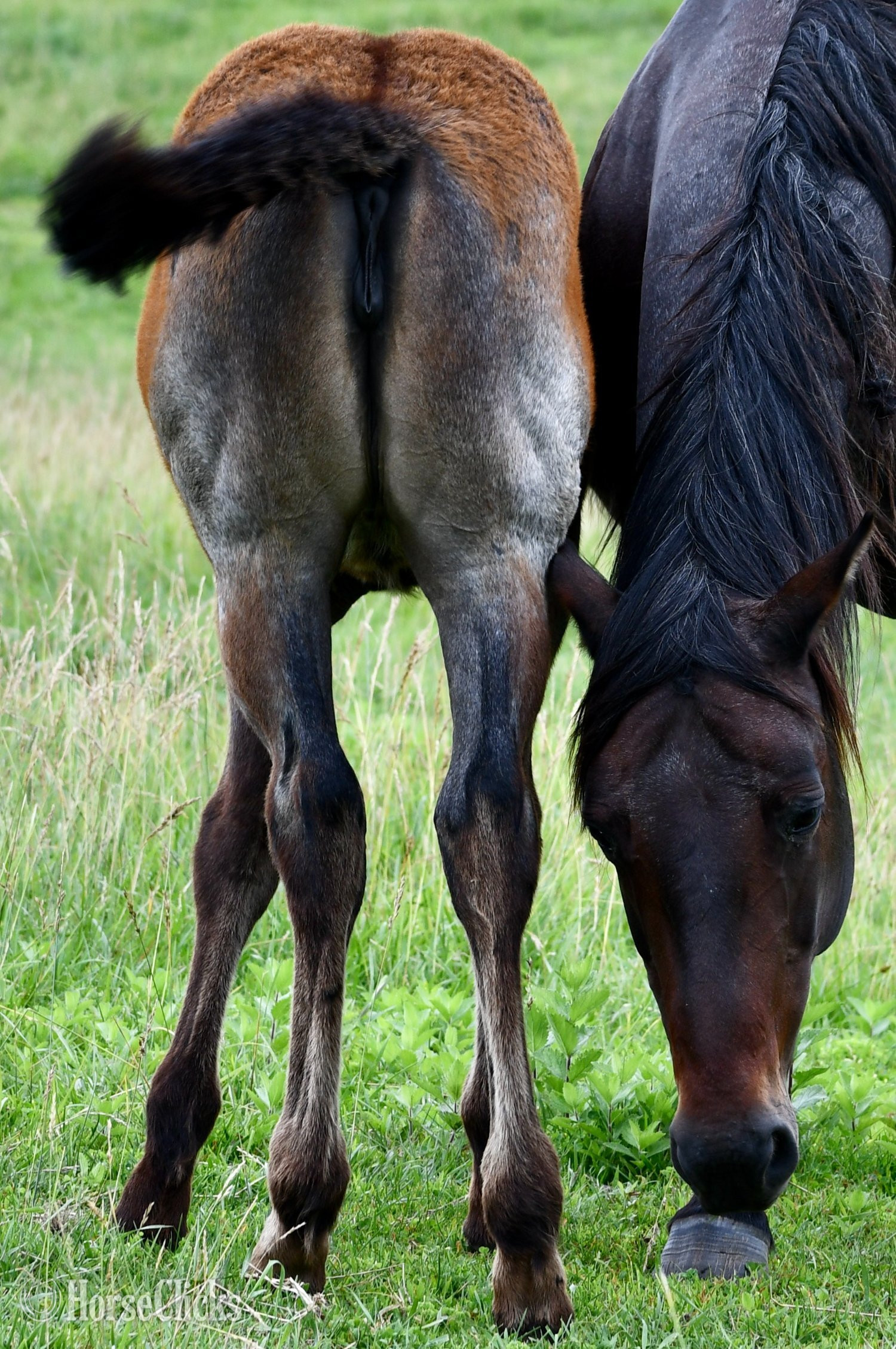 Missouri "No Smoke" Blue Roan Filly Quarter Horse