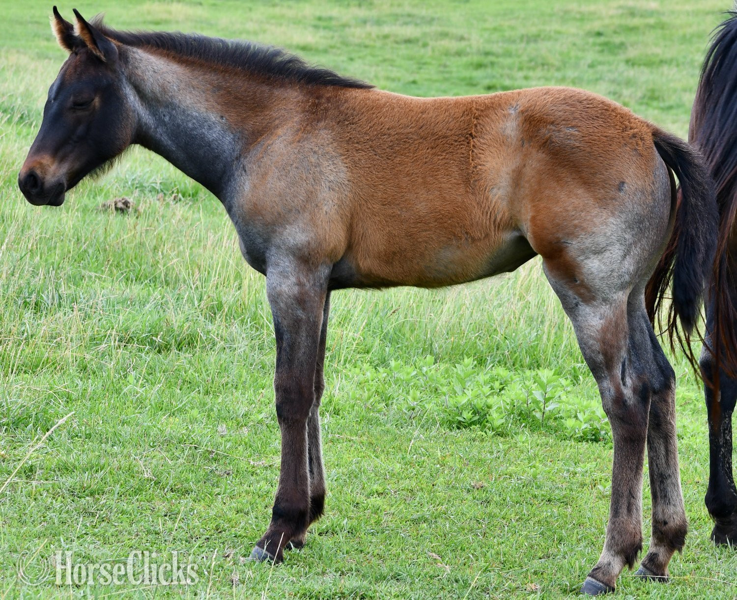 "No Smoke" Blue Roan Filly Quarter Horse - Quarter Horse in Missouri