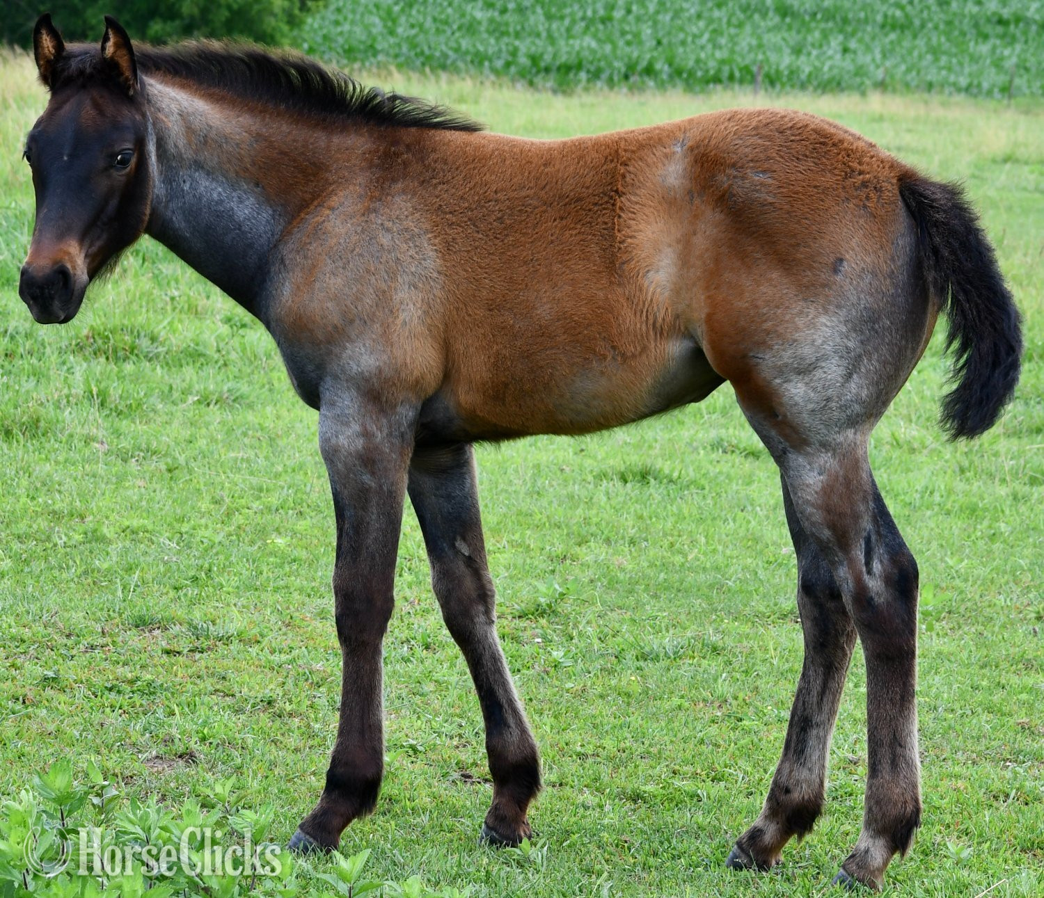 "No Smoke" Blue Roan Filly Quarter Horse - Quarter Horse