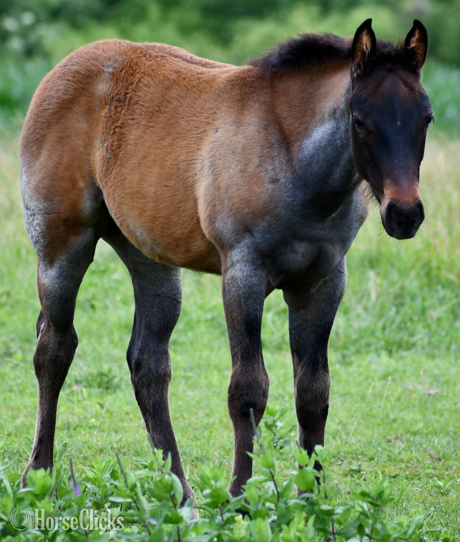 "No Smoke" Blue Roan Filly Quarter Horse Missouri