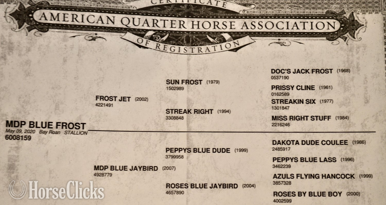 Quarter Horse - "No Smoke" Blue Roan Filly Quarter Horse