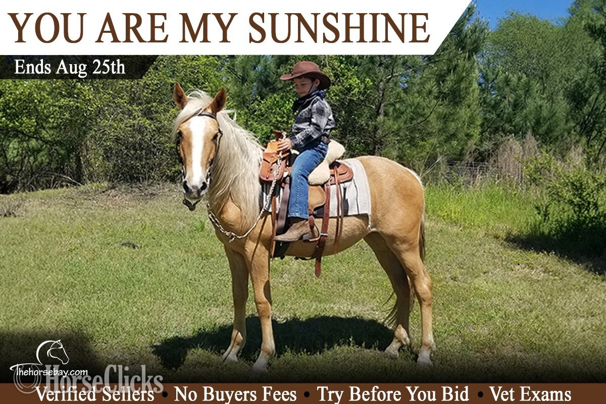 "You Are My Sunshine" Palomino Mare Azteca in South Carolina