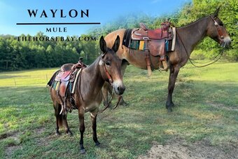 Mule for Sale in Virginia HorseClicks