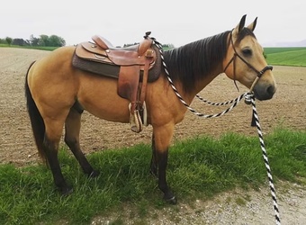 "" Buckskin Gelding
