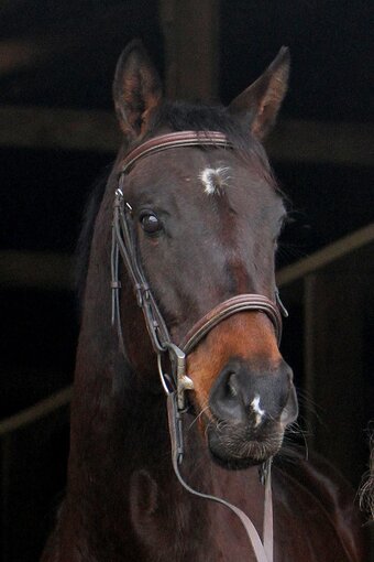 "Hazelnut Expresso" Bay Gelding Thoroughbred