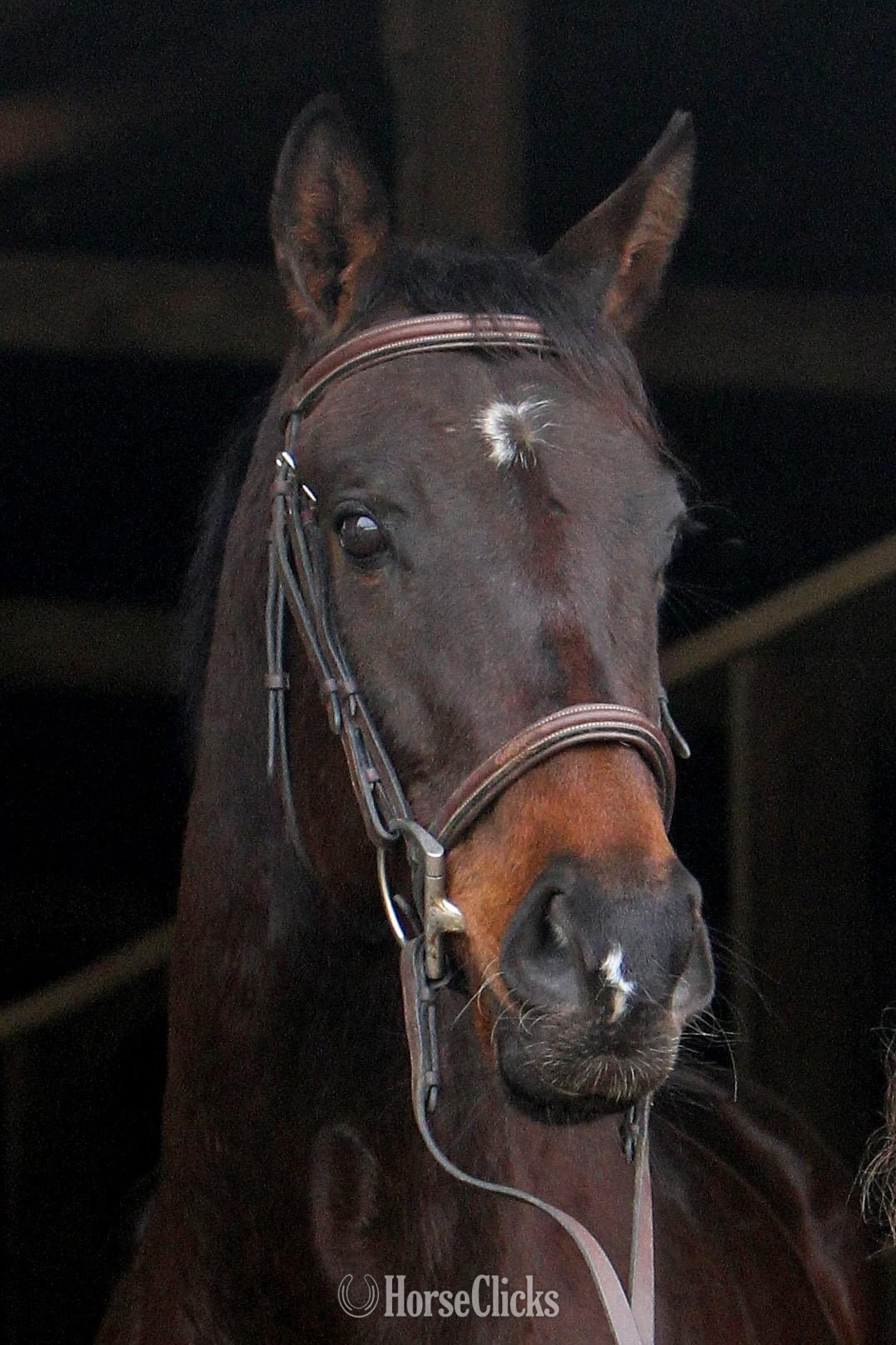 "Hazelnut Expresso" Bay Gelding Thoroughbred in Pennsylvania