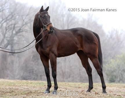 "Hazelnut Expresso" Bay Gelding Thoroughbred