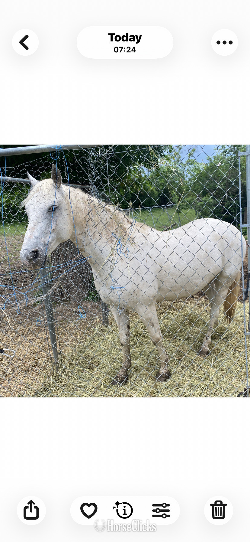 "STERLING" Grey Gelding POA in Illinois