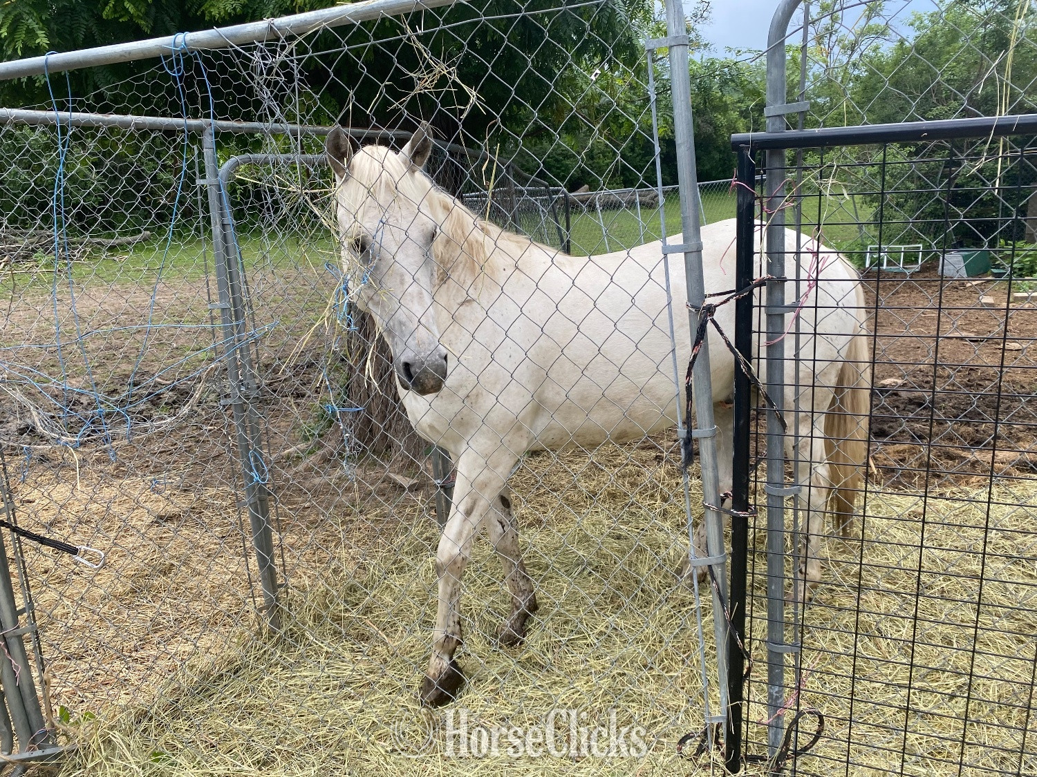 "STERLING" Grey Gelding POA