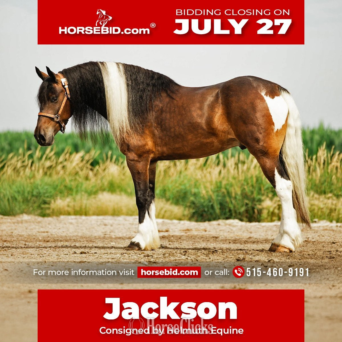 "Jackson" Pinto Gelding Gypsy Vanner in Iowa